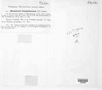 Melampsorella elatina image